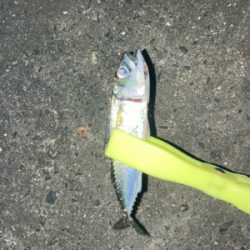 イソメで三目達成