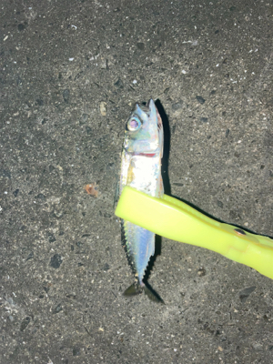 イソメで三目達成