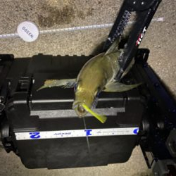 ジグ単で尺連発