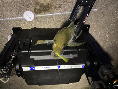 ジグ単で尺連発