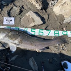 調子に乗って大物狙い