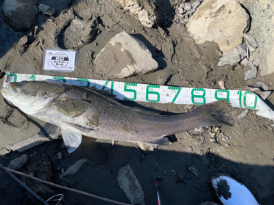 調子に乗って大物狙い