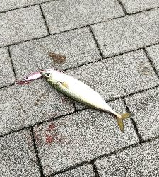 タチウオアタリ無くサバ。