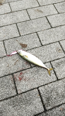 タチウオアタリ無くサバ。