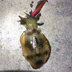 2021 ♪佐渡ヶ島エギング 9回目