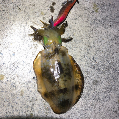 2021 ♪佐渡ヶ島エギング 9回目