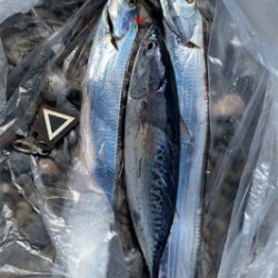 そろそろカツオ