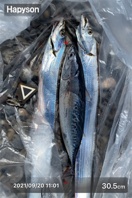 そろそろカツオ