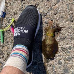 アオリイカとフグ