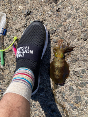 アオリイカとフグ