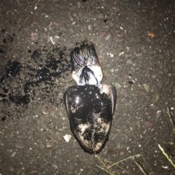 アオリイカ調査③