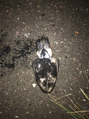 アオリイカ調査③