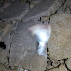 タチウオ狙いのはずが