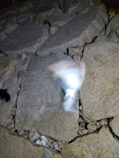 タチウオ狙いのはずが