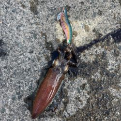 当たり日　アオリ20杯