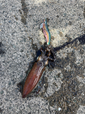 当たり日　アオリ20杯