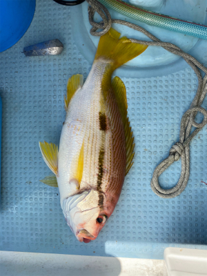 初めての、落とし込み体験