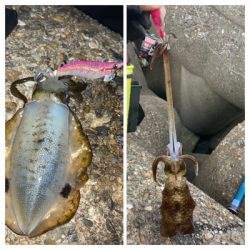 やっぱり朝マズメが良い？σ(^_^;)