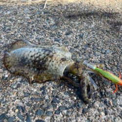 秋イカエギング