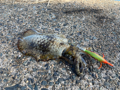 秋イカエギング