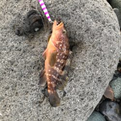 ソゲとロックフィッシュ少々