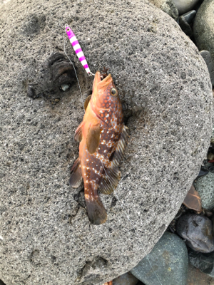 ソゲとロックフィッシュ少々