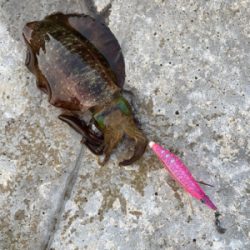 朝マズメエギング