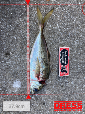 ⭐︎睡眠欲<釣り欲