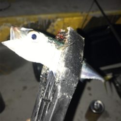 開始3秒でタチウオ