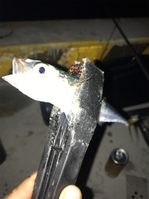 開始3秒でタチウオ