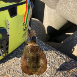 エギの選択でアオリGET＼(^o^)／