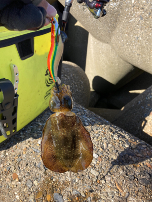 エギの選択でアオリGET＼(^o^)／