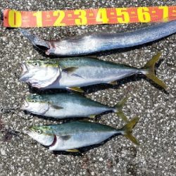 朝マヅメ-青物の季節