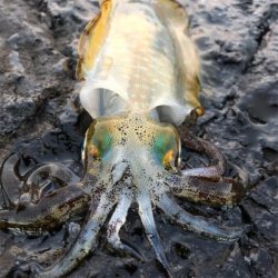 2021 佐渡ヶ島エギング 10回目