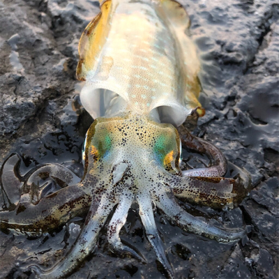 2021 佐渡ヶ島エギング 10回目