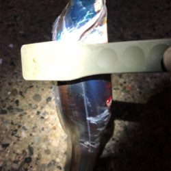 息子SUBARUとナイトフィッシング