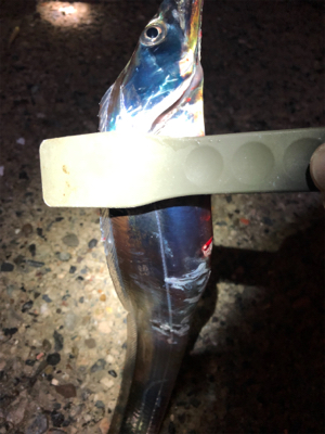 息子SUBARUとナイトフィッシング