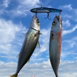 鯖ナブラから鯖無限城再び。。。