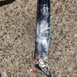 波止タチウオテンヤ