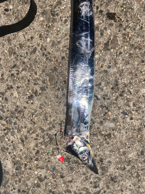 波止タチウオテンヤ