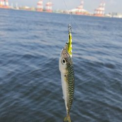 タチウオは少ないです。