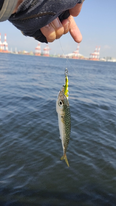 タチウオは少ないです。