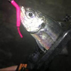 どこに行っても豆アジ