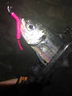 どこに行っても豆アジ