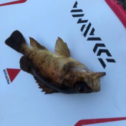 エビ撒き釣り&時々エギング