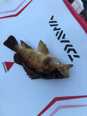 エビ撒き釣り&時々エギング