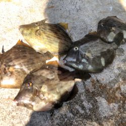 ショアジギ不発