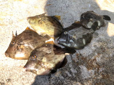 ショアジギ不発