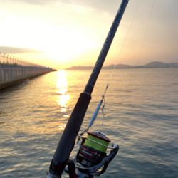 青物ラッシュ&人生初ブリ