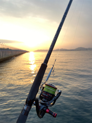 青物ラッシュ&人生初ブリ